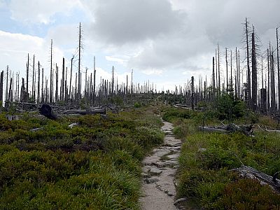 Jede Menge toter Bäume teugt von einem massiven Borkenkäferbefall
