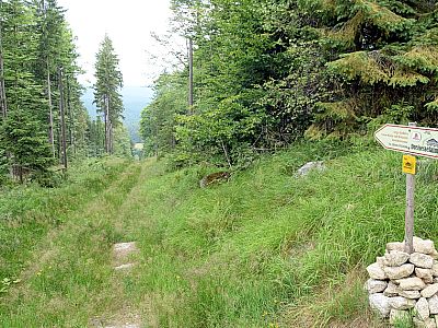 Über die ehemalige Lifttrasse ...