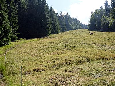 Wir marschieren links der Wiese ein Stück den Hang hinauf