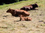 Glückliche Kühe an der Dreisesselalm