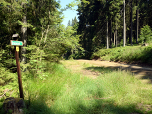 Nach dem Wald treffen wir auf eine Forststraße