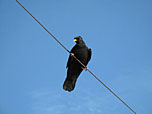 Alpendohle