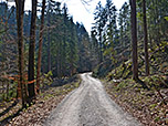 Über einen Forstweg spazieren wir südwärts...