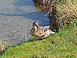 Diese Ente beobachtet uns neugierig