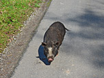 ...mit schweinischer Begleitung...