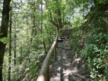 Stufen führen durch den lichten Wald