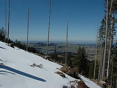 auf eine Lichtung zu.