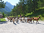 Gegenverkehr