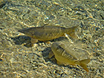 Die Bewohner des Lautersees