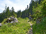 Ein Wiesenpfad...