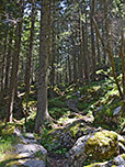Über einen verwunschenen Waldweg...