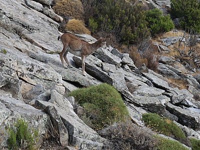 Eine junge Gämse in den Felsen