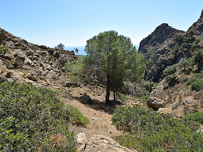 Der Weg 226 führt uns an einem markanten Baum vorbei... 