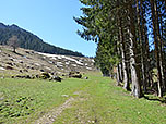 Kurz darauf verlassen wir den Bergwald...