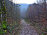 ...hinein in den Bergwald