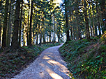 ...und weiter durch dichten Bergwald...
