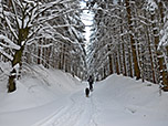 Wir spazieren durch den Wald bergauf