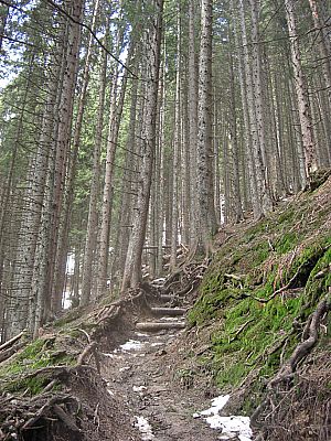 Der Bergwald wird dichter