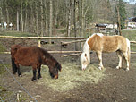 Pony und Haflinger am Ausgangspunkt