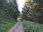 Nach der Hütte wandern wir wieder in den Bergwald hinein