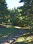 ...und erreichen schattigen Bergwald