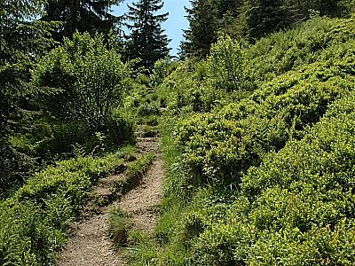 Kurz unterhalb des Gipfels