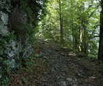 ...in den Wald folgen.