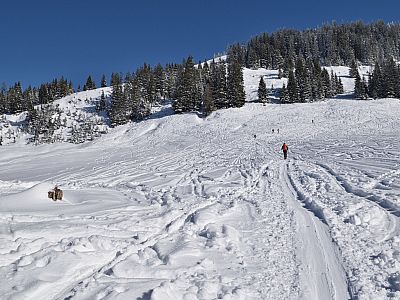 Durch den lichten Wald steigen wir zur Vorderen Feldalm auf