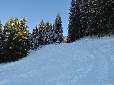 Durch eine Schneise im Wald gelangen wir zu den Almen der Prädastenalm