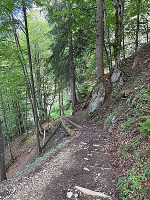 Wir erreichen ein Waldstück...
