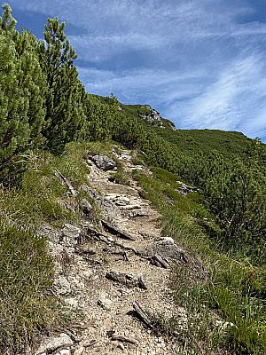 ...und im Latschengelände geht es weiter bergauf