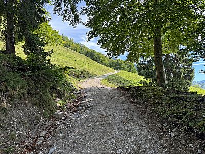 ...und touchieren ein erstes Waldstück