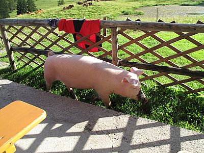Schweinerei auf der Almterrasse
