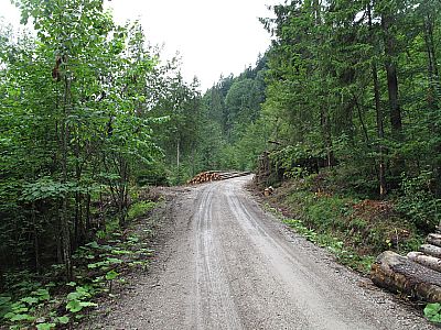 Und wieder über den Forstweg