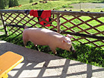 Schweinerei auf der Almterrasse