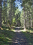Über einen Waldweg gelangen wir schließlich...