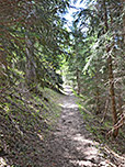 Wir tauchen wieder in den Bergwald ein