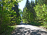 ...und zurück zum breiten Forstweg