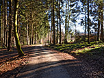Der Wald lichtet sich...