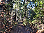 ...und tauchen dann in den Bergwald ein
