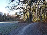 ...durch lichten Bergwald weiter bergab