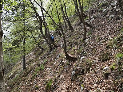 Der Steig führt uns durch den lichten Wald.