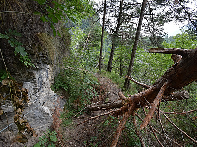 Wir passieren zwei umgestürzte Bäume 