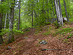 ...und schattigen Wald wandern wir weiter bergauf
