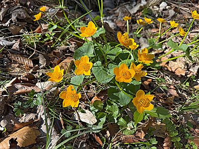 Sumpfdotterblumen