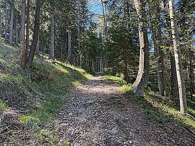 ...bringt uns der Waldweg...
