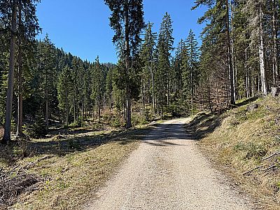...lichtet sich der Wald ein wenig