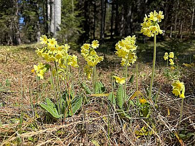 Schlüsselblumen am Wegesrand
