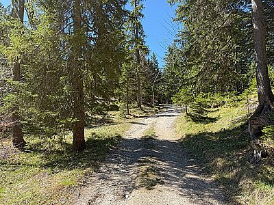 Durch weiterhin lichten Wald....
