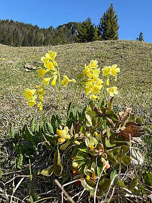 ...und Schlüsselblumen